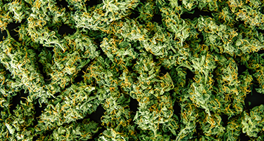 high yield cannabis seeds