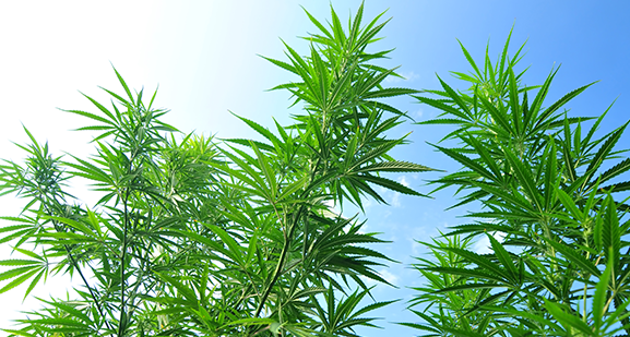 outdoor marijuana grow climate
