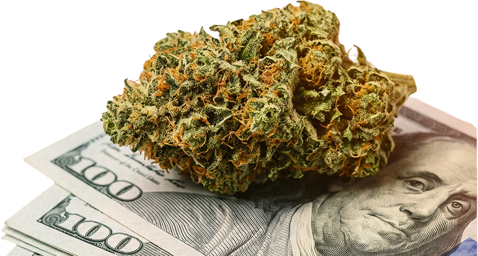 High earning potential with cannabis affiliate marketing